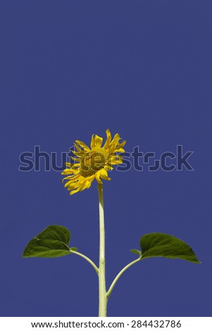 A single big yellow sun flower isolated on blue sky and clouds background.\
The flower is shot from below and has with 2 large green leaves.\
It is facing the sun on a clear day.