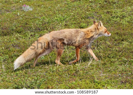 stock-photo-fox-running-across-the-tundr