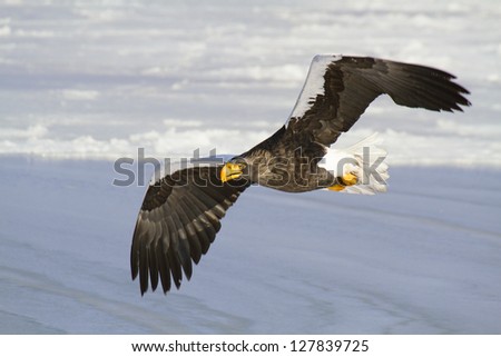 Steller\'s sea eagle flying over the sea. The largest bird of prey of the northern hemisphere.