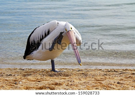 Australian pelican scratching its head