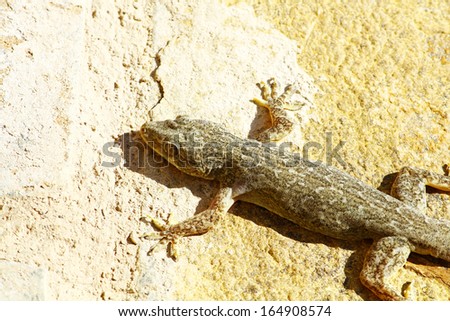 Gecko lizard on Oman house wall