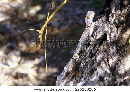 Madagascar Spiny Tailed or Collared Lizard (Oplurus cuvieri) in Ankarafantsika, Madagascar. AKA Collared Iguana or Madagascan Collared Iguana.