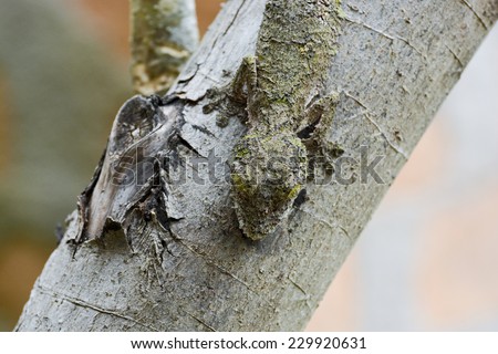Mossy leaf-tailed gecko (Uroplatus sikorae) camouflaged on a tree in Madagascar