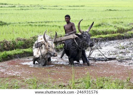 Malagasy farmers plowing agricultural field in traditional way where a plow is attached to bulls, Madagascar