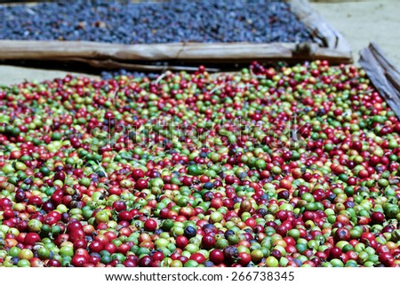 Traditional coffee drying after harvest, Madagascar