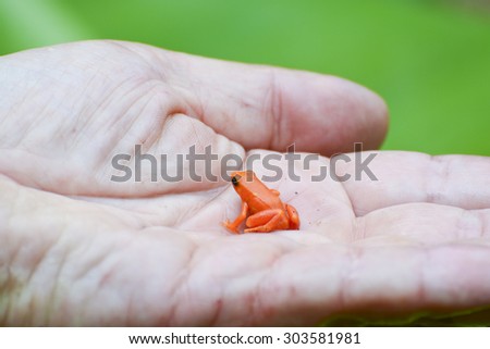 Small frog on hand, golden mantella, Madagascar