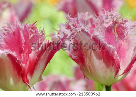 field of pink tulips. Two pink tulips. Spring flowering. spring flowers