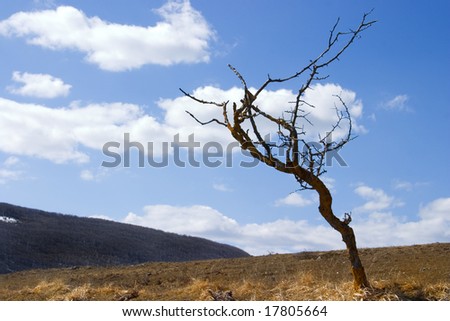 Rural landscape filled with beautiful colors of autumn, lone tree in front