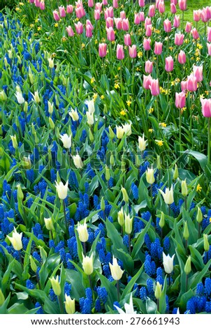 beautiful tulips in the park flowers in Holland