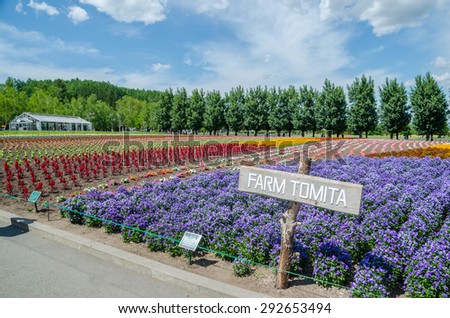 FURANO, JAPAN - JUNE 21, 2015 : Flower field at Tomita farm in summer on June 21, 2015. Tomita farm is the most famous tourist attraction in Furano, Hokkaido, Japan.