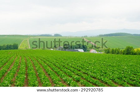 Agriculture farm in the hazy day in Biei town, Hokkaido, Japan