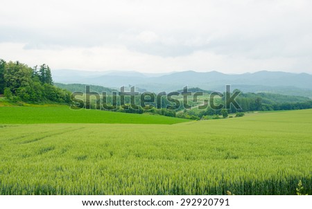 Green wheat field in the hazy day in Biei town, Hokkaido, Japan