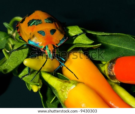 Cotton bug crawling over a bunch of colorful chili beans