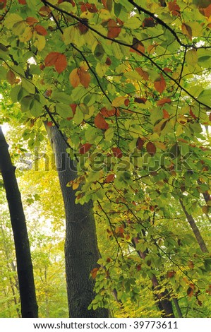 Autumn ash leaves on tree