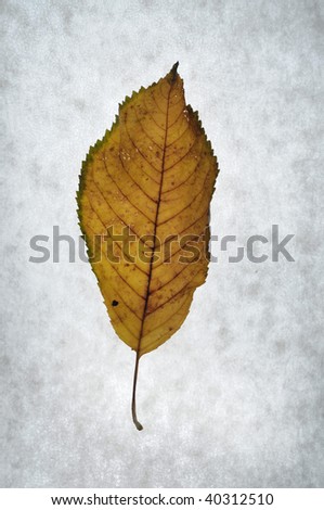 Dried cherry  leaf on paper