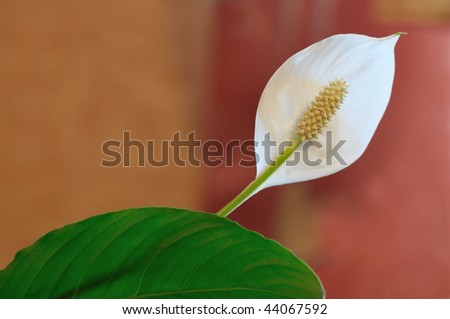 Spathiphyllum  ( Peace Lily )-white flower blooming , on orange background