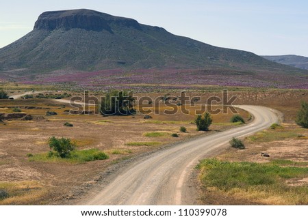 Gravel road through the brightly colored flowers near Nieuwoudtville in the Northern Cape of South Africa