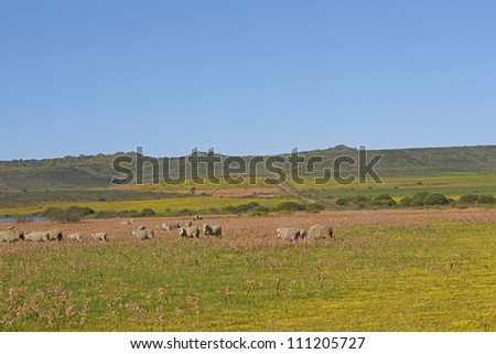 Sheep grazing in a flower filled field near Nieuwoudtville in the Northern Cape of South Africa