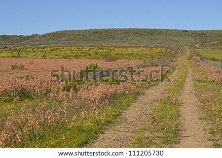 Flower filled fields near Nieuwoudtville in the Northern Cape of South Africa