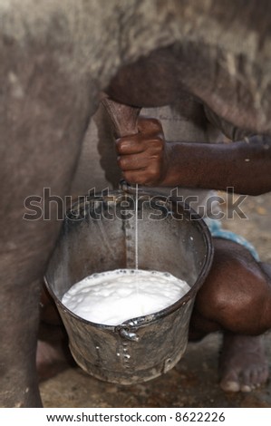 stock photo : Man milking a buffalo by hand into a bucket at the Sonepur livestock fair, Bihar, India