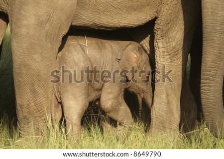 Baby asian elephant sheltering between the legs of its mother. Corbett National Park, India.