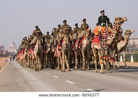 Camels of the Indian Army Camel Corps parading down the Raj Path in preparation for the Republic Day Parade, New Delhi, India