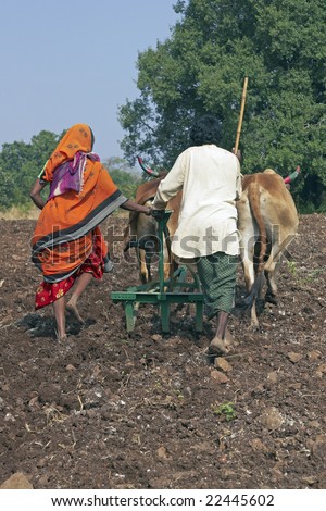 Indian couple planting a field of corn using oxen. Mandu, Madhya Pradesh, India