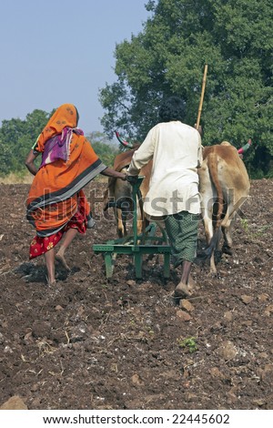 indian oxen