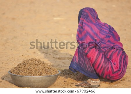 PUSHKAR, INDIA - NOVEMBER 10: Unknown lady in brightly colored sari collecting camel dung for use as fuel on November 10, 2008 at the annual Pushkar Camel Fair in Rajasthan, India