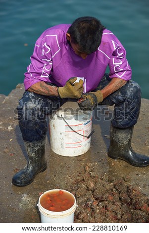 ARICA, CHILE - OCTOBER 12, 2014: Fisherman removing the succulent orange centre of Pyura Chilensis, a sea food from the tunicate family found growing in clumps off the coast of Chile and Peru.