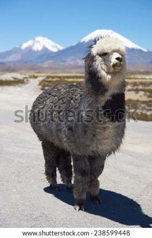 Alpaca in Lauca National Park, northern Chile. Alpaca are domesticated animals kept for their fine wool and meat. In the background are the volcanoes Parinacota (6342m) and Pomerape (6240m).
