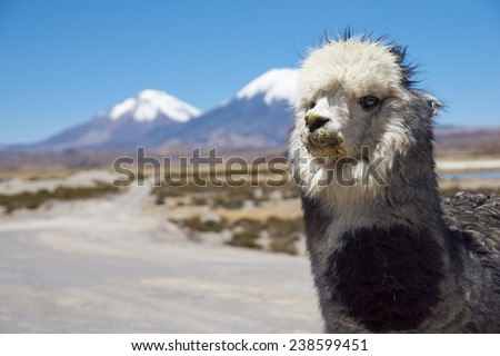 Alpaca in Lauca National Park, northern Chile. Alpaca are domesticated animals kept for their fine wool and meat. In the background are the volcanoes Parinacota (6342m) and Pomerape (6240m).