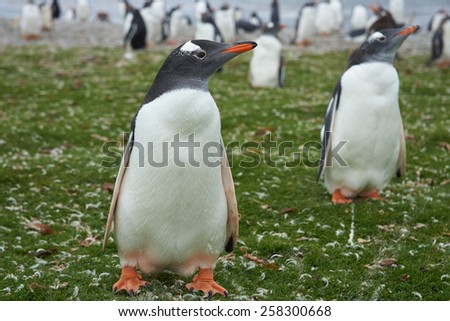 Gentoo Penguins (Pygoscelis papua) in a grassy meadow on Bleaker Island in the Falkland Islands