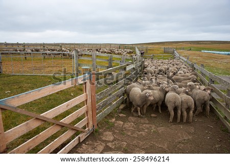 Flock of sheep in a wooden corral of a farm on Bleaker Island in the Falkland Islands