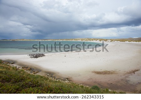 Curved sandy beach of Yorke Bay in the Falkland Islands. The bay is home to a colony of Magellanic Penguins (Spheniscus magellanicus) and is close to the Stanley, capital of the Falkland Islands.