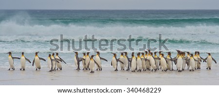Large group of King Penguins (Aptenodytes patagonicus) come ashore after a short dip in a stormy South Atlantic at Volunteer Point in the Falkland Islands.