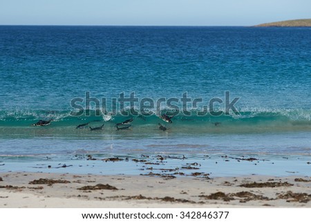 Gentoo Penguins (Pygoscelis papua) swimming along a wave before emerging from the sea onto a large sandy beach on Bleaker Island in the Falkland Islands.