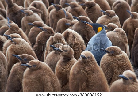 Adult King Penguin (Aptenodytes patagonicus) standing amongst a large group of nearly fully grown chicks at Volunteer Point in the Falkland Islands.