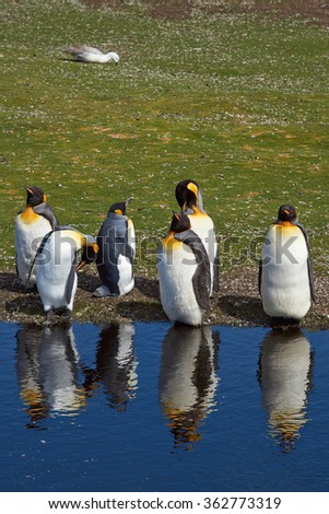 Group of King Penguins (Aptenodytes patagonicus) moulting by a pond at Volunteer Point in the Falkland Islands.