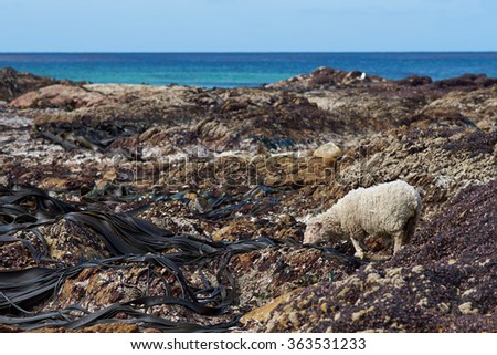 Sheep feeding on giant kelp exposed at low tide on the shoreline at Volunteer Point in the Falkland Islands.