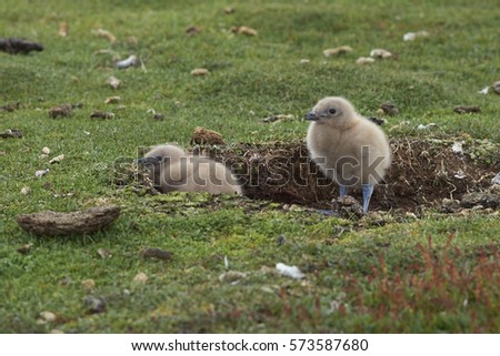 Falkland Skua chicks (Catharacta antarctica) sheltering in a scape in the ground on Bleaker Island in the Falkland Islands.