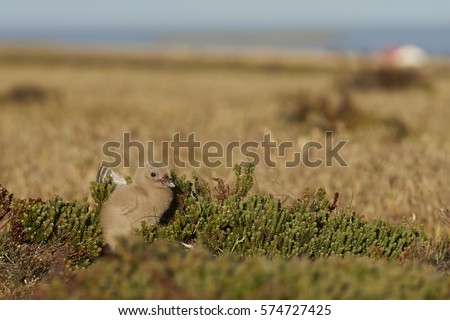 Falkland Skua chick (Catharacta antarctica) in grass land on Bleaker Island in the Falkland Islands.