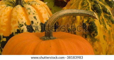 close up on mini pumpkin