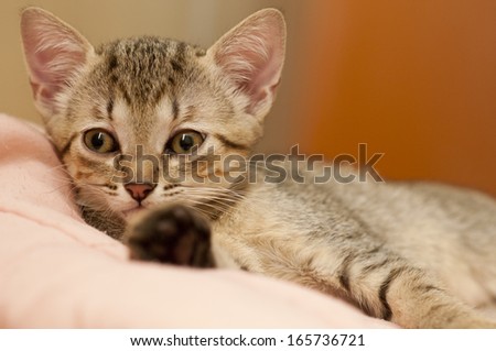 A babe brazilian short hair cat