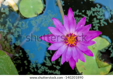 beautiful purple lotus flower on the water at park
