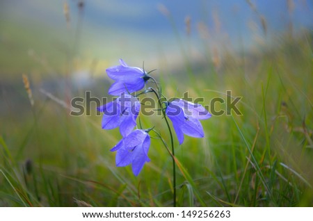 Bluebell flowers in late summer, Hemsedal - Norway