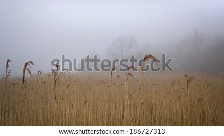 Reeds with distant trees in haze