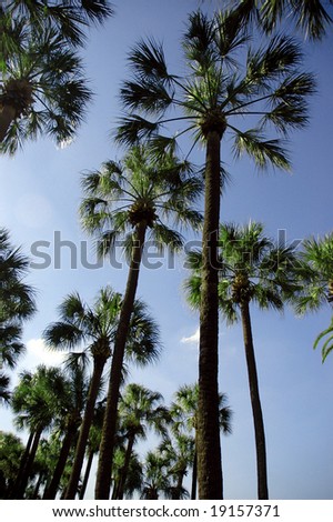 Southern cabbage palm seem to stand tall against a nice blue sky