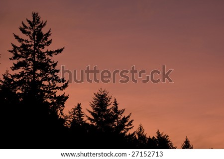 A beautiful sunset against Douglas-fir trees in the Pacific Northwest of the United States