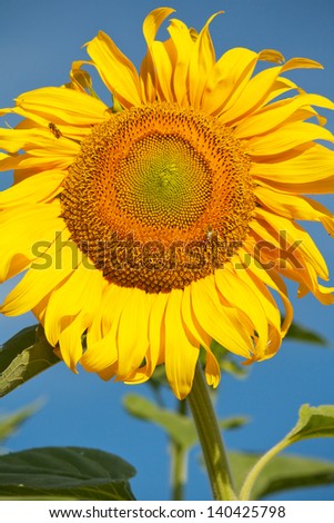 Sunflower Large yellow sun flower, with a background of brilliant blue sky.